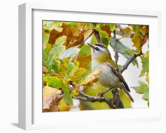 Firecrest amongst oak leaves in autumn, Finland-Markus Varesvuo-Framed Photographic Print