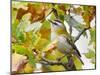 Firecrest amongst oak leaves in autumn, Finland-Markus Varesvuo-Mounted Photographic Print