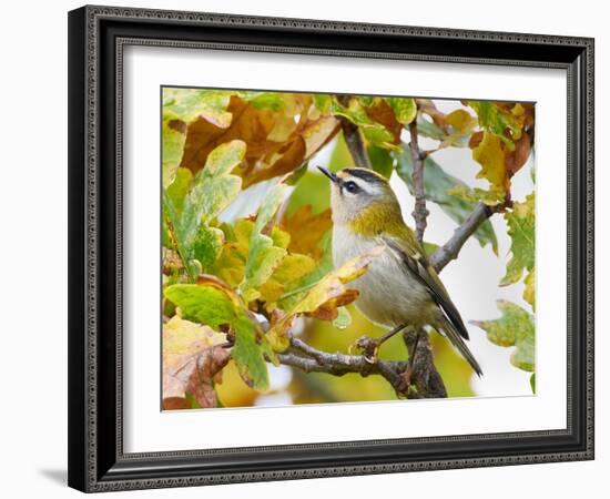 Firecrest amongst oak leaves in autumn, Finland-Markus Varesvuo-Framed Photographic Print