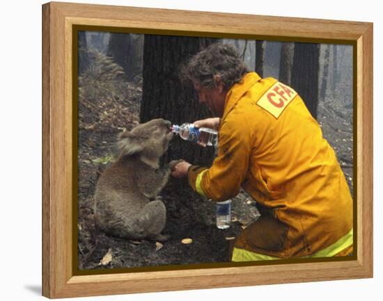 Firefighter Shares His Water an Injured Australian Koala after Wildfires Swept Through the Region-null-Framed Premier Image Canvas