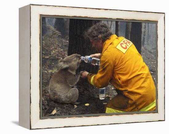 Firefighter Shares His Water an Injured Australian Koala after Wildfires Swept Through the Region-null-Framed Premier Image Canvas