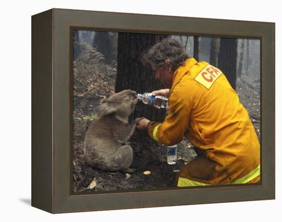 Firefighter Shares His Water an Injured Australian Koala after Wildfires Swept Through the Region-null-Framed Premier Image Canvas