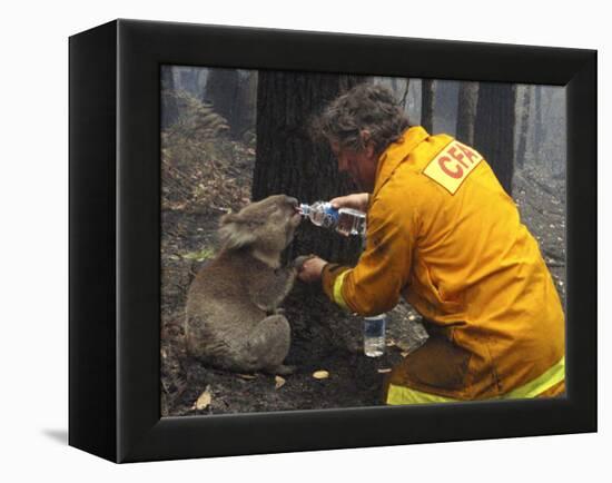 Firefighter Shares His Water an Injured Australian Koala after Wildfires Swept Through the Region-null-Framed Premier Image Canvas