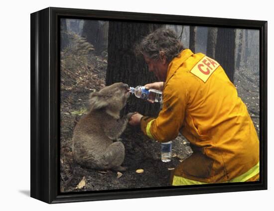 Firefighter Shares His Water an Injured Australian Koala after Wildfires Swept Through the Region-null-Framed Premier Image Canvas