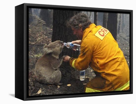 Firefighter Shares His Water an Injured Australian Koala after Wildfires Swept Through the Region-null-Framed Premier Image Canvas