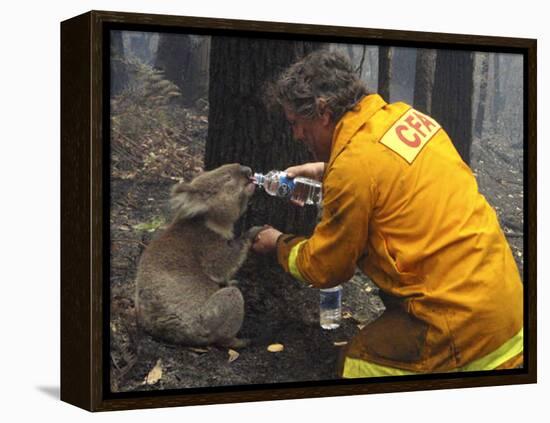 Firefighter Shares His Water an Injured Australian Koala after Wildfires Swept Through the Region-null-Framed Premier Image Canvas