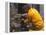 Firefighter Shares His Water an Injured Australian Koala after Wildfires Swept Through the Region-null-Framed Premier Image Canvas