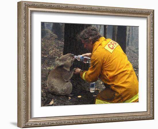 Firefighter Shares His Water an Injured Australian Koala after Wildfires Swept Through the Region-null-Framed Premium Photographic Print
