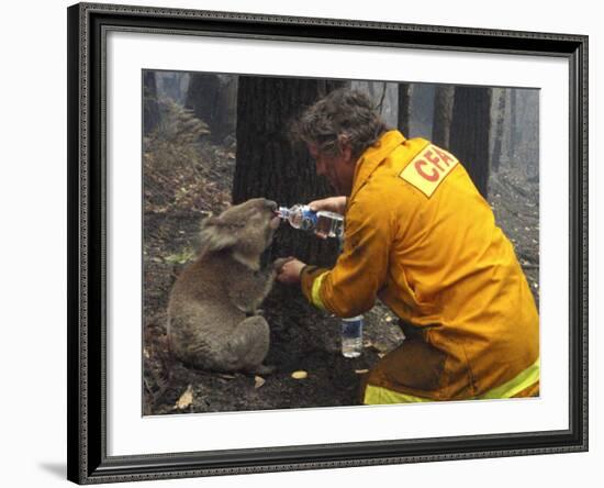 Firefighter Shares His Water an Injured Australian Koala after Wildfires Swept Through the Region-null-Framed Photographic Print