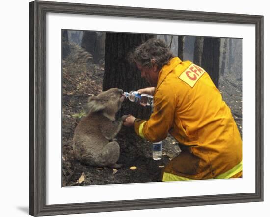 Firefighter Shares His Water an Injured Australian Koala after Wildfires Swept Through the Region-null-Framed Photographic Print