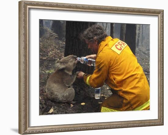 Firefighter Shares His Water an Injured Australian Koala after Wildfires Swept Through the Region-null-Framed Photographic Print