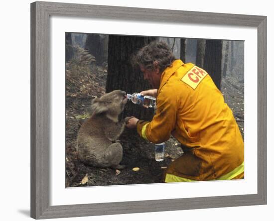 Firefighter Shares His Water an Injured Australian Koala after Wildfires Swept Through the Region-null-Framed Photographic Print