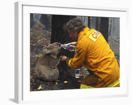 Firefighter Shares His Water an Injured Australian Koala after Wildfires Swept Through the Region-null-Framed Photographic Print