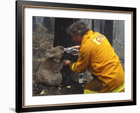 Firefighter Shares His Water an Injured Australian Koala after Wildfires Swept Through the Region-null-Framed Photographic Print