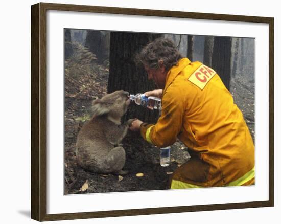 Firefighter Shares His Water an Injured Australian Koala after Wildfires Swept Through the Region-null-Framed Photographic Print