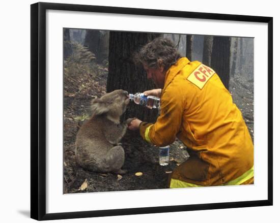 Firefighter Shares His Water an Injured Australian Koala after Wildfires Swept Through the Region-null-Framed Photographic Print