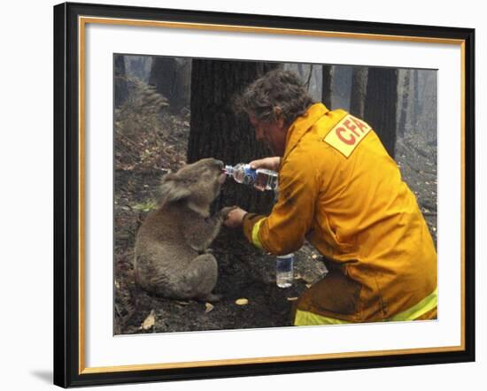 Firefighter Shares His Water an Injured Australian Koala after Wildfires Swept Through the Region-null-Framed Photographic Print