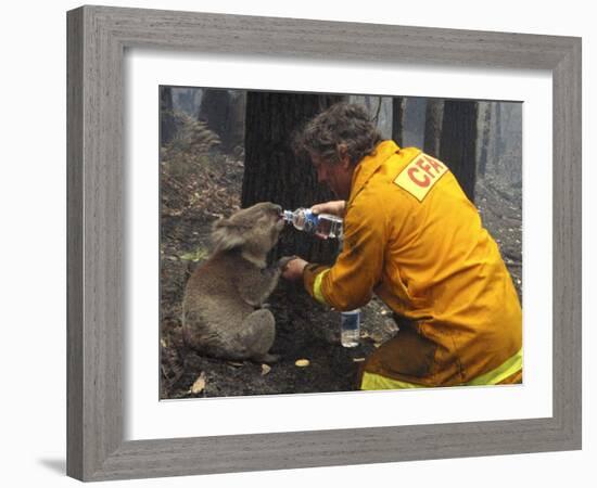 Firefighter Shares His Water an Injured Australian Koala after Wildfires Swept Through the Region-null-Framed Photographic Print