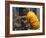 Firefighter Shares His Water an Injured Australian Koala after Wildfires Swept Through the Region-null-Framed Photographic Print