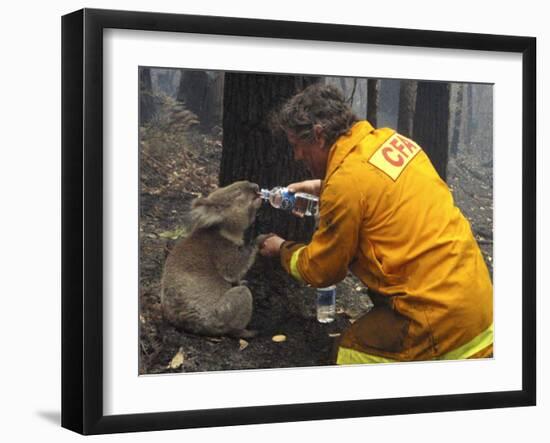 Firefighter Shares His Water an Injured Australian Koala after Wildfires Swept Through the Region-null-Framed Photographic Print