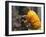 Firefighter Shares His Water an Injured Australian Koala after Wildfires Swept Through the Region-null-Framed Photographic Print