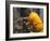 Firefighter Shares His Water an Injured Australian Koala after Wildfires Swept Through the Region-null-Framed Photographic Print