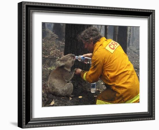 Firefighter Shares His Water an Injured Australian Koala after Wildfires Swept Through the Region-null-Framed Photographic Print