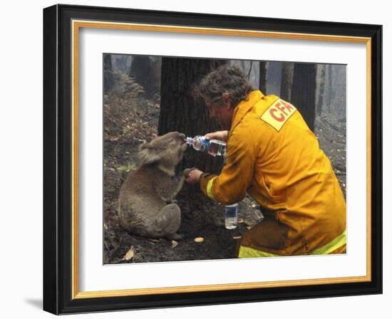 Firefighter Shares His Water an Injured Australian Koala after Wildfires Swept Through the Region-null-Framed Photographic Print