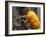 Firefighter Shares His Water an Injured Australian Koala after Wildfires Swept Through the Region-null-Framed Photographic Print