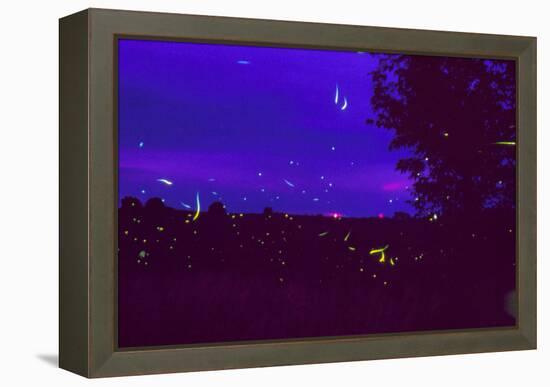 Fireflies Over Bean Fields In Iowa-Keith Kent-Framed Premier Image Canvas