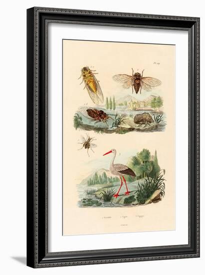 Firefly, 1833-39-null-Framed Giclee Print