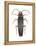 Firefly (Photinus Pyralis), Insects-Encyclopaedia Britannica-Framed Stretched Canvas