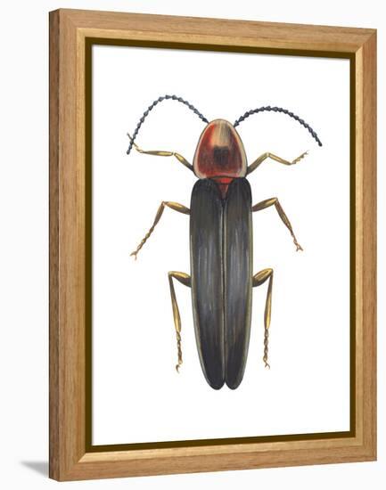 Firefly (Photinus Pyralis), Insects-Encyclopaedia Britannica-Framed Stretched Canvas