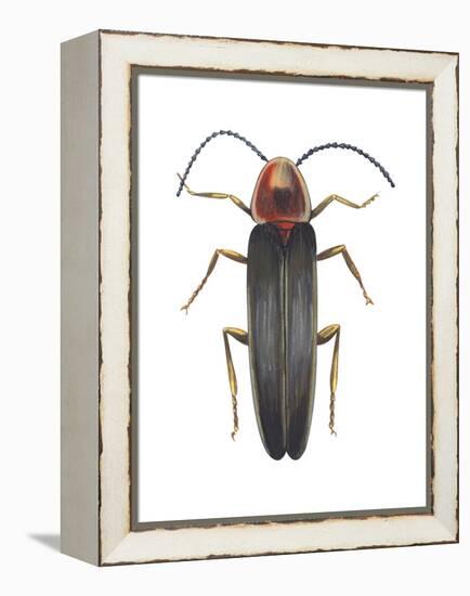 Firefly (Photinus Pyralis), Insects-Encyclopaedia Britannica-Framed Stretched Canvas