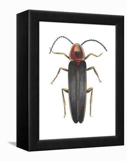 Firefly (Photinus Pyralis), Insects-Encyclopaedia Britannica-Framed Stretched Canvas