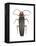 Firefly (Photinus Pyralis), Insects-Encyclopaedia Britannica-Framed Stretched Canvas