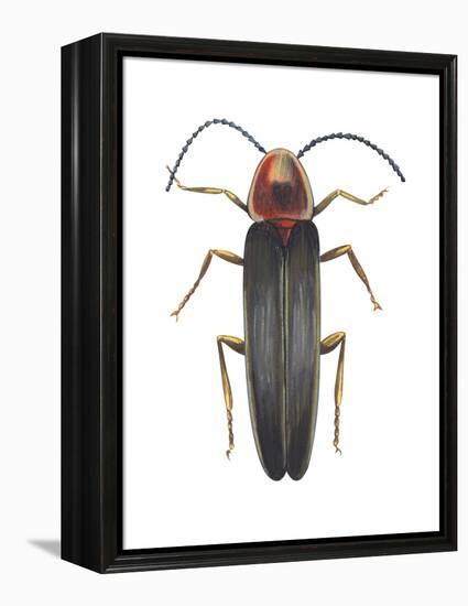 Firefly (Photinus Pyralis), Insects-Encyclopaedia Britannica-Framed Stretched Canvas
