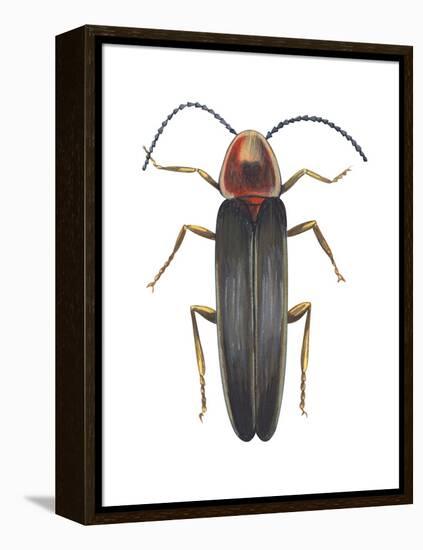 Firefly (Photinus Pyralis), Insects-Encyclopaedia Britannica-Framed Stretched Canvas