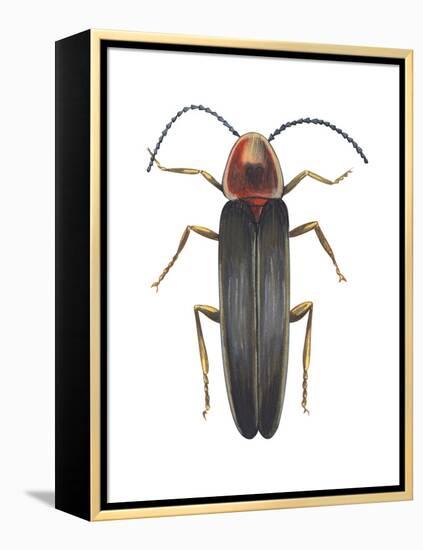 Firefly (Photinus Pyralis), Insects-Encyclopaedia Britannica-Framed Stretched Canvas