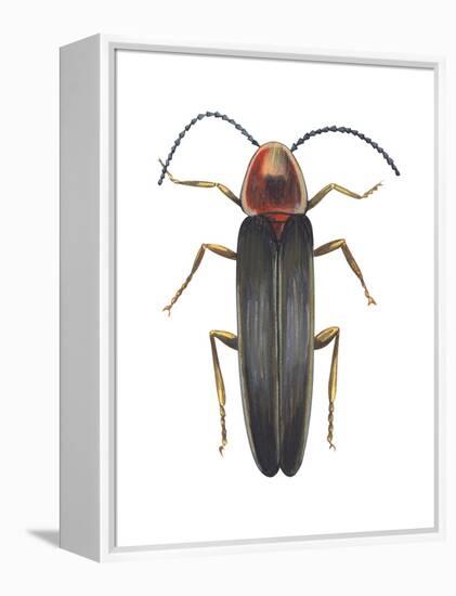 Firefly (Photinus Pyralis), Insects-Encyclopaedia Britannica-Framed Stretched Canvas