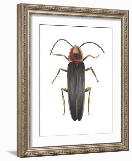 Firefly (Photinus Pyralis), Insects-Encyclopaedia Britannica-Framed Art Print