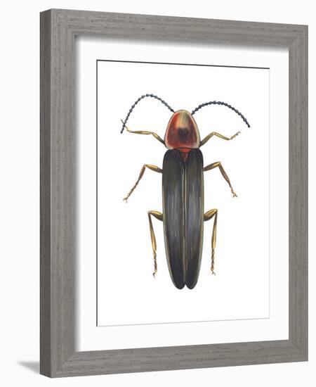 Firefly (Photinus Pyralis), Insects-Encyclopaedia Britannica-Framed Art Print