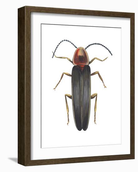 Firefly (Photinus Pyralis), Insects-Encyclopaedia Britannica-Framed Art Print