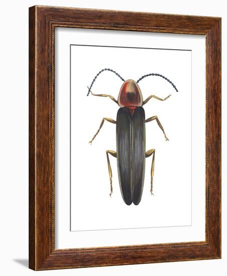 Firefly (Photinus Pyralis), Insects-Encyclopaedia Britannica-Framed Art Print