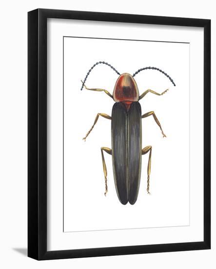 Firefly (Photinus Pyralis), Insects-Encyclopaedia Britannica-Framed Art Print