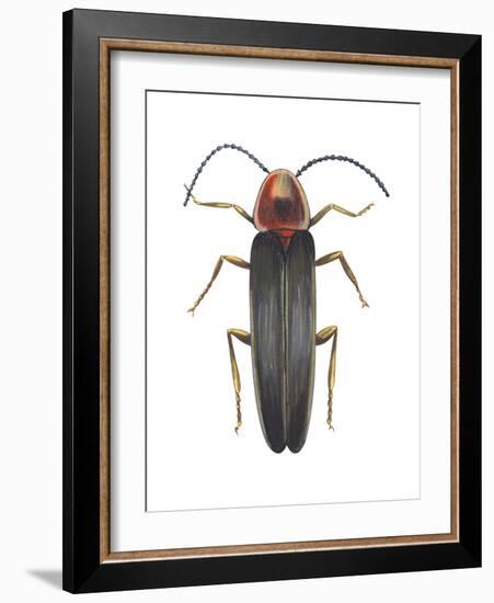 Firefly (Photinus Pyralis), Insects-Encyclopaedia Britannica-Framed Art Print