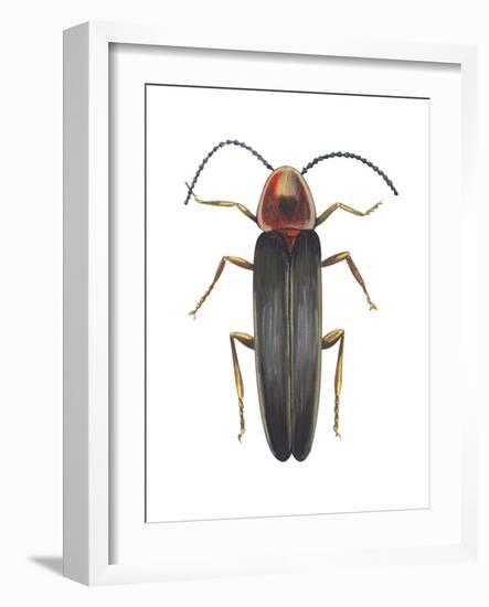 Firefly (Photinus Pyralis), Insects-Encyclopaedia Britannica-Framed Art Print