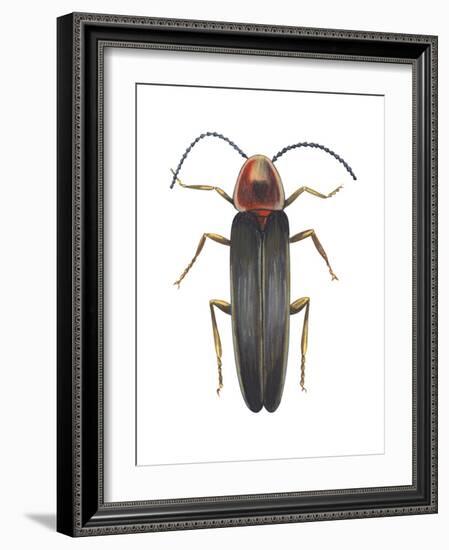 Firefly (Photinus Pyralis), Insects-Encyclopaedia Britannica-Framed Art Print