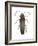 Firefly (Photinus Pyralis), Insects-Encyclopaedia Britannica-Framed Art Print