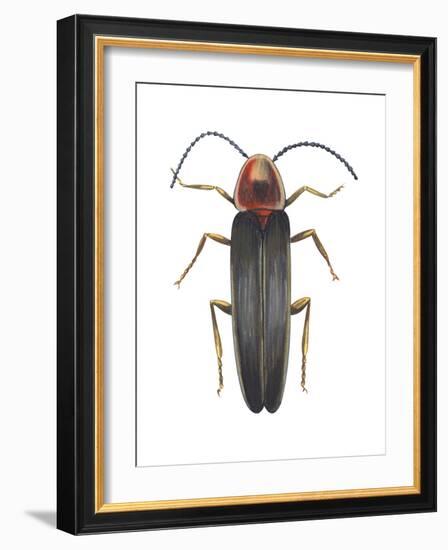 Firefly (Photinus Pyralis), Insects-Encyclopaedia Britannica-Framed Art Print